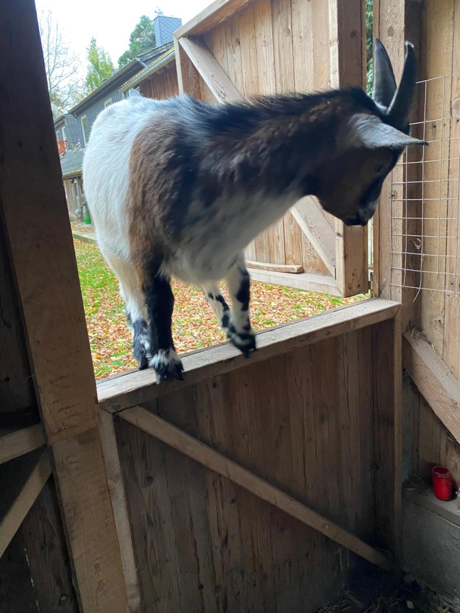 Ferienwohnung Auf Einem Resthof Zentral Gelegen Mit Viel Natur Und Tieren Rendswuhren Exterior foto